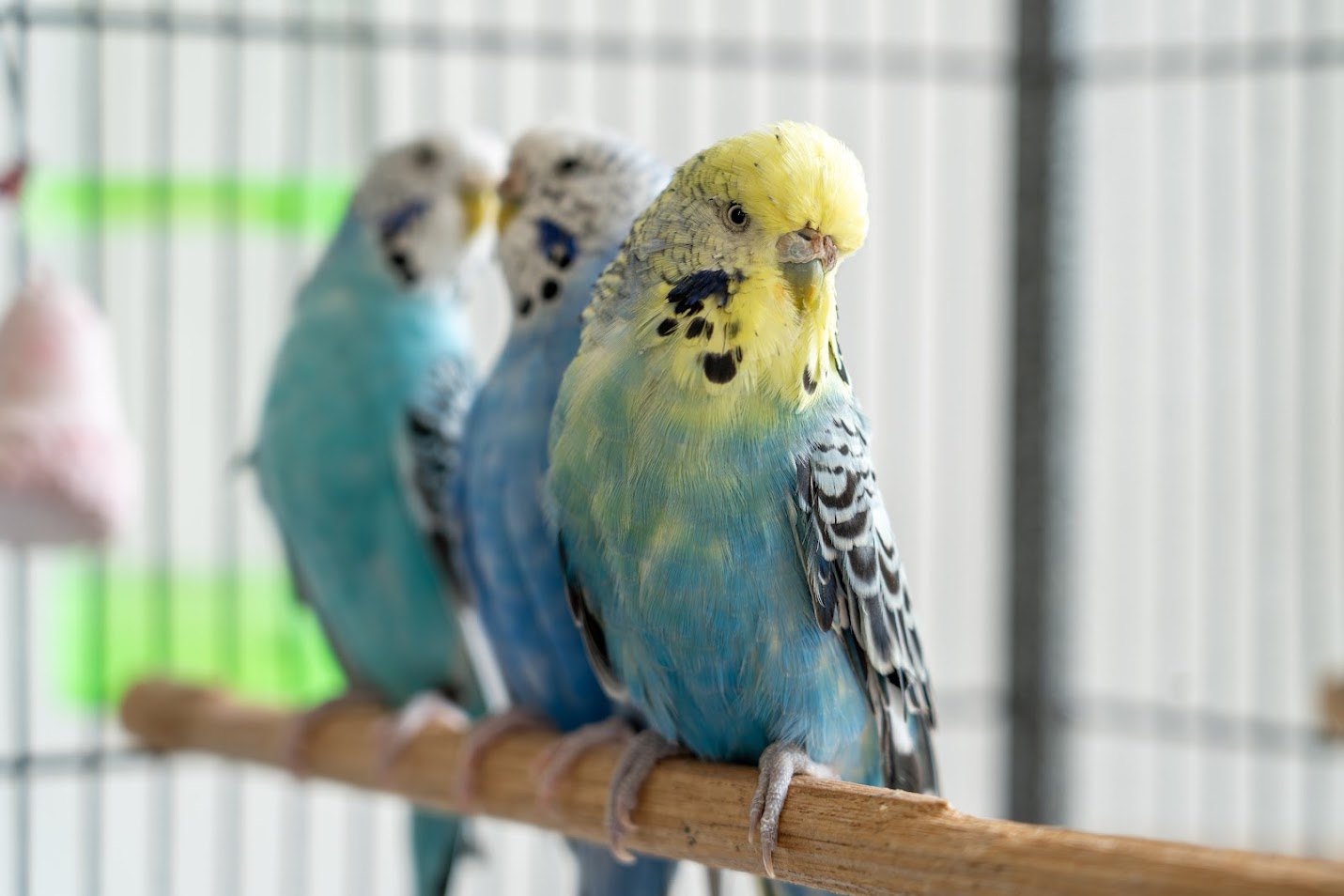 Three budgerigars sitting on a perch 